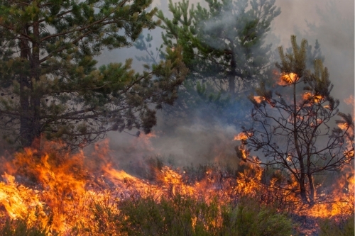 Internationaler Tag der Feuerwehrleute Waldbrand-S-c